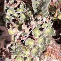 Astrolepis cochisensis