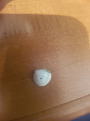 Laevicardium mortoni