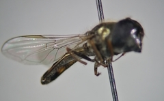 Platycheirus