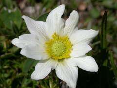 Anemonoides baldensis