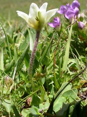 Anemonoides baldensis