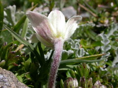 Anemonoides baldensis