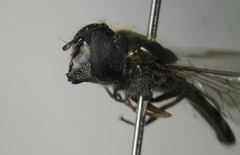 Platycheirus