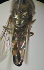 Platycheirus