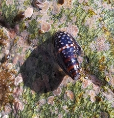 Mitrella ocellata