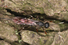 Ichneumonidae
