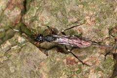 Ichneumonidae