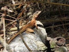 Basiliscus