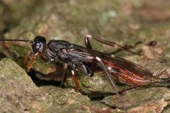 Ichneumonidae