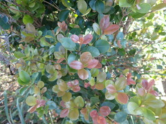 Syzygium elliptifolium