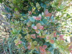 Syzygium elliptifolium