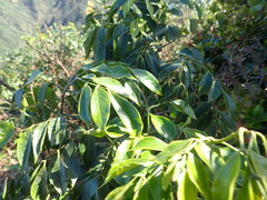 Archidendron lucidum