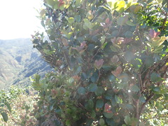 Syzygium elliptifolium