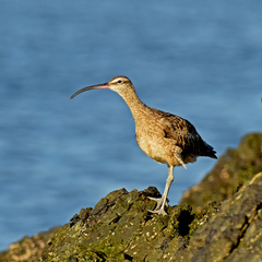 Numenius phaeopus hudsonicus