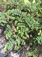 Indigofera tinctoria