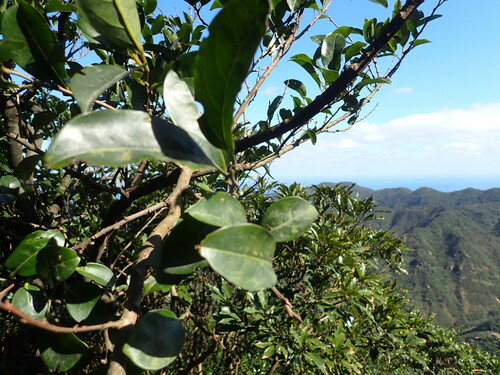 Diospyros morrisiana iNat (3)