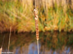 Typha angustifolia