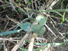 Pericampylus glaucus