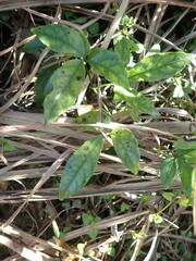 Tetrastigma hemsleyanum