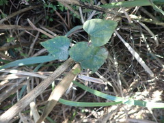 Pericampylus glaucus