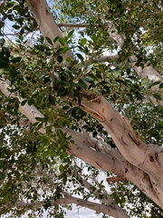 Ficus microcarpa