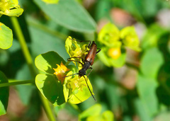 Anastrangalia sanguinea