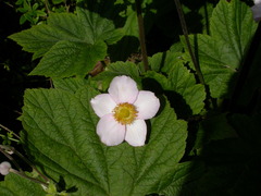 Eriocapitella hupehensis