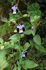 Torenia fournieri