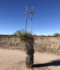 Yucca elata