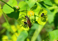 Anastrangalia sanguinea