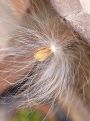 Asclepiadeae