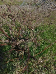 Lupinus arboreus
