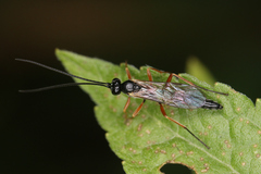 Ichneumonidae