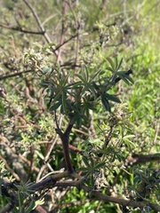Lupinus arboreus