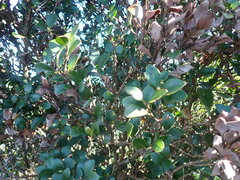 Syzygium elliptifolium