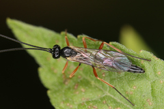 Ichneumonidae