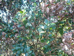 Syzygium elliptifolium