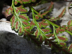 Asplenium adiantum-nigrum