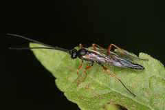 Ichneumonidae