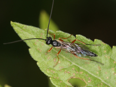 Ichneumonidae