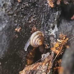 Euconulus
