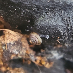 Euconulus