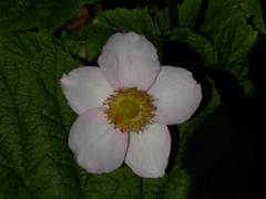 Eriocapitella hupehensis