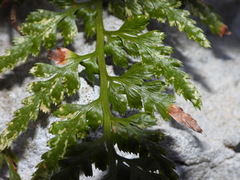 Asplenium adiantum-nigrum