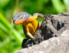 Ninurta coeruleopunctatus