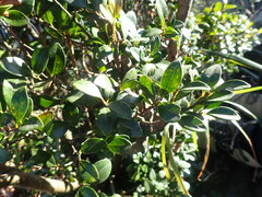 Syzygium elliptifolium