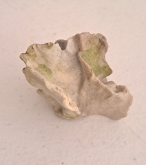 Millepora complanata