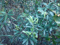Myrsine seguinii