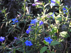 Glandora prostrata lusitanica