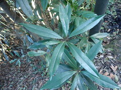 Myrsine seguinii